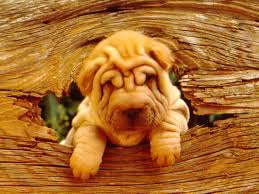   SHAR    PEI   To see the image close up