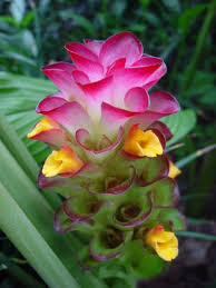 http://www.foralsa.com/TINTURAS/Fotos/curcuma.jpg