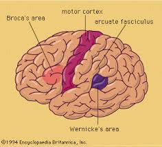Back to topic convolution of Broca
