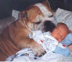 about English bulldogs - via Daymix
