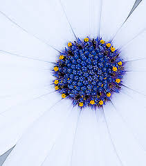 Ol' Blue Eyes on Flickr