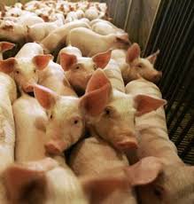 Swine Flu Had Yours Truly - via Daymix