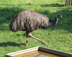Emu in the garden of the