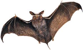 Movies have portrayed bats