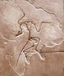   archaeopteryx  