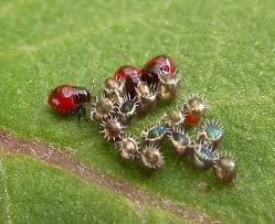 Bugs) - Tiny Red Insects - via Daymix