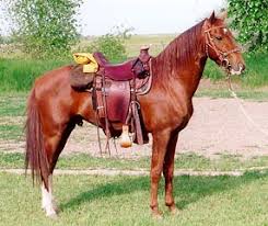 Missouri Fox Trotter Stallion