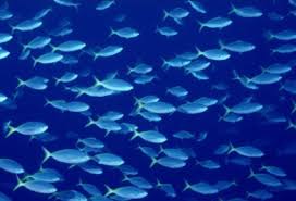 models of fishery - via Daymix