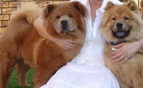 Two  chow   chows posing for camera