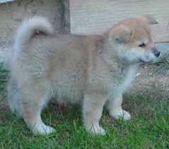   Akita   Inu puppies for sale