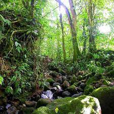 Costa Rica Rainforest the - via Daymix