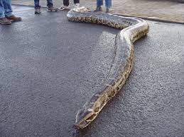 Burmese Pythons - The Patriot - via Daymix
