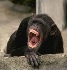 Welcome to The Chimpanzee - via Daymix