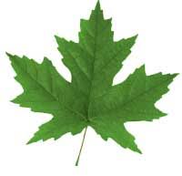 [تصویر: leaf.jpg]