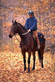 Horseback Riding in Grey