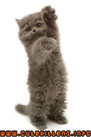 cute gray  persian kitten  