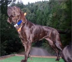   Plott   Hound Puppies for Sale