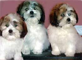   Lhasa Apso   puppies are for sale in    