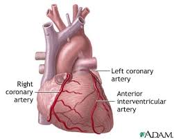 the heart muscle itself