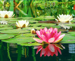 and maintains ponds, - via Daymix