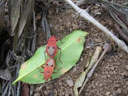 Red bugs - via Daymix