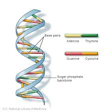 DNA is a  double helix   formed by base    
