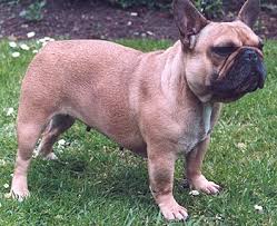 French Bulldog - via Daymix