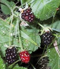 IMAGE(http://images.google.com/images?q=tbn:PLiwnajVPGAbkM:http://www.humeseeds.com/wildblackberries2.jpg)