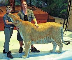 Liger/Tigon - via Daymix