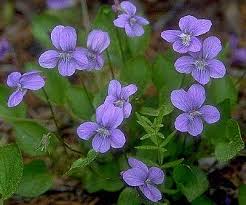 Truth and Violets