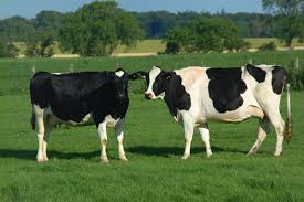 You have 2 cows. - via Daymix