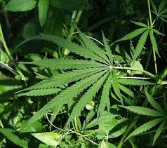 on marijuana - via Daymix