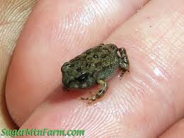 Tiny Frog