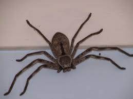 Huntsman Spider