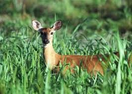 Anyone who x26s ever had  deer   in the    