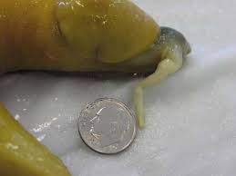 This is a slug penis