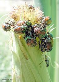 Japanese beetles feeding on