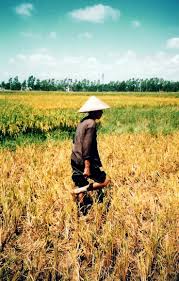 Vietnam Culture - via Daymix