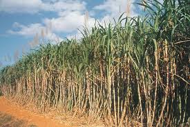A sugar cane field
