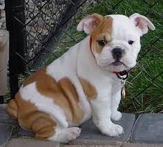English Bulldog Puppies - via Daymix