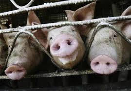 The swine flu - via Daymix