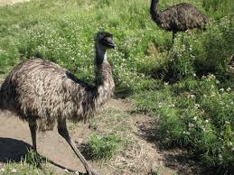 Emus, native to Australia,