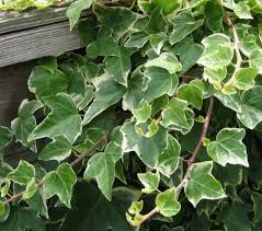 IVY/VINE
