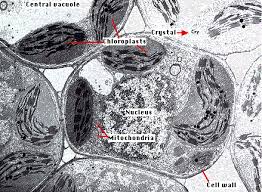 Plant cells differ from animal cells