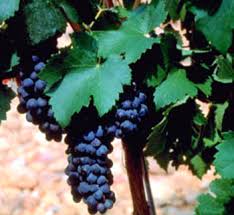 syrah