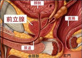 図1：前立腺と他の臓器との位置