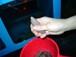 たおちんちんのような生き物