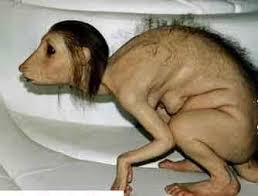       girl   allegedly turned into a  dog      
