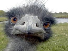 in Emu Alert