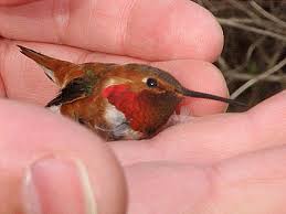 The return of the  Rufous Hummingbird  